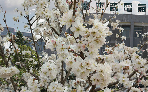 樱花盛开中的高电压试验技术培训在汉举行